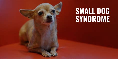 Small Dog Syndrome – Signs, Prevention, Treatment & FAQ