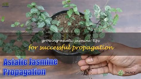 Growing Asiatic Jasmine: Tips For Successful Propagation | ShunCy