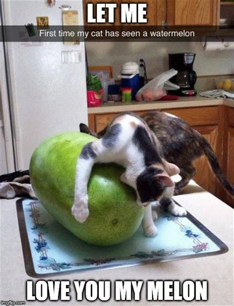 Cat loving a watermelon - Imgflip
