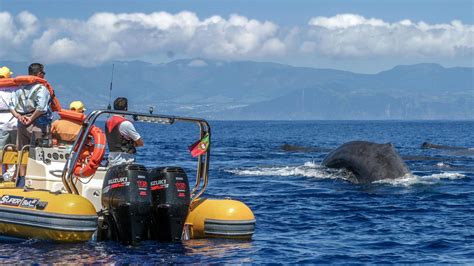 Excursion D Observation Des Baleines Et Excursion En Bateau Sur Les