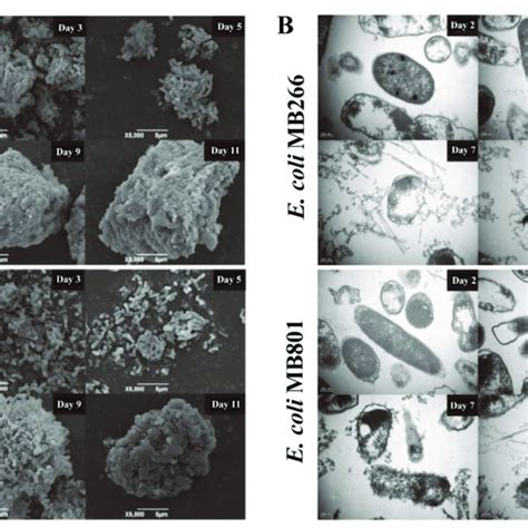 SEM A And TEM B Micrographs Of Mn Oxide Aggregate Formation During