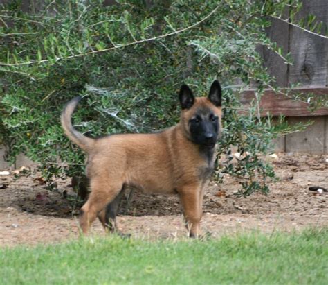 Belgian Malinois Puppies For Sale