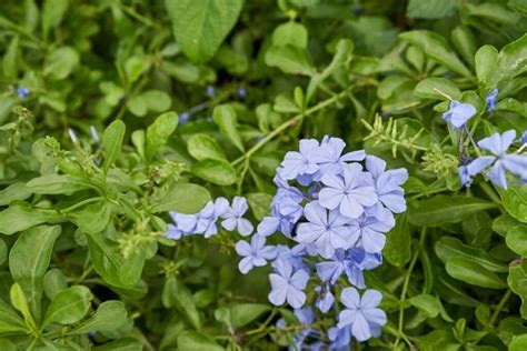 Blue Plumbago Shrub (Cape Leadwort): How to Grow and Care | Florgeous