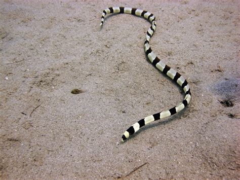 Banded Sea Krait Fact & Information Guide - American Oceans