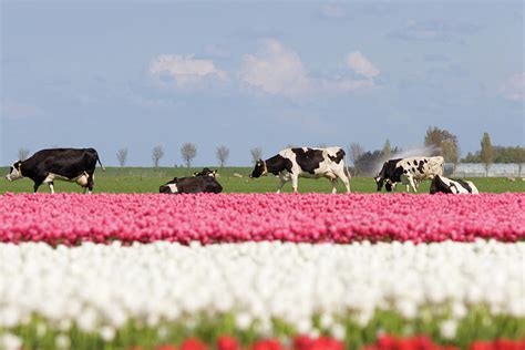 Typical Dutch Landscape By Webeye