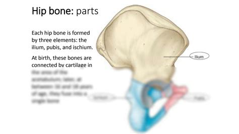 SOLUTION Pelvis Bony Pelvis Studypool