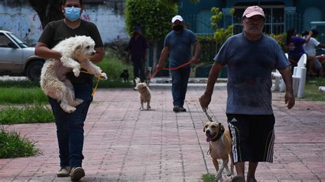 México Emite Aviso Epidemiológico Por Varios Casos De Rabia Humana