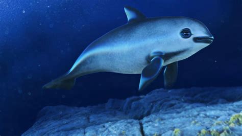 The vaquita - Почти вымерший вид морской свиньи / красивые картинки ...