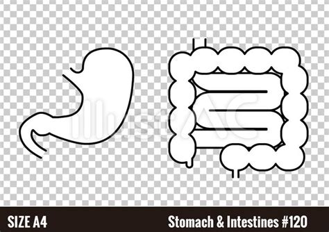 胃と小腸と大腸の線画イラストイラスト No 2548355／無料イラストフリー素材なら「イラストac」