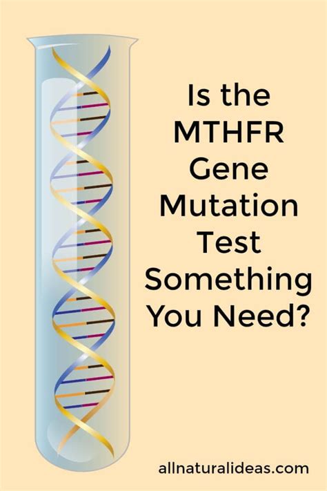 Is The MTHFR Gene Mutation Test Something You Need Mthfr Gene Mthfr