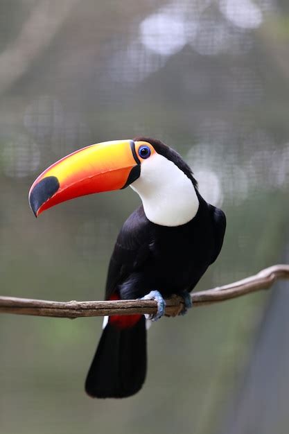 Premium Photo | Toco toucan closeup