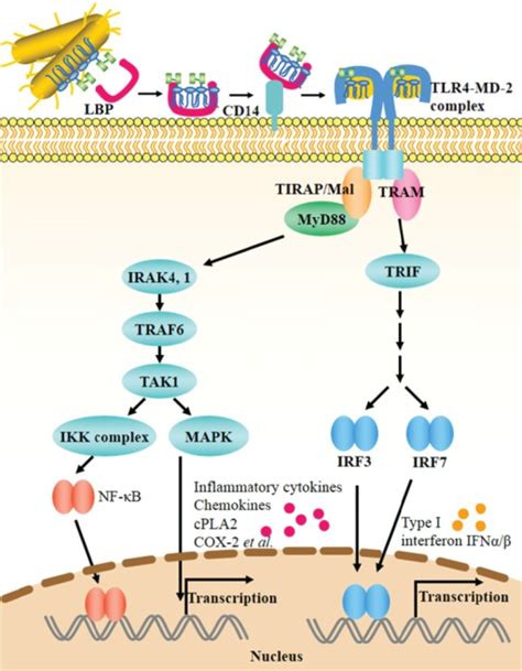 Host Immune Response To Lps Through Tlr4 Md2 Signalling Open I