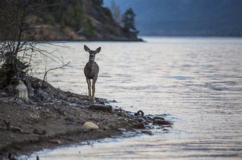 Bakgrundsbilder Hav Vatten Natur Skog Vildmark Vinter Strand