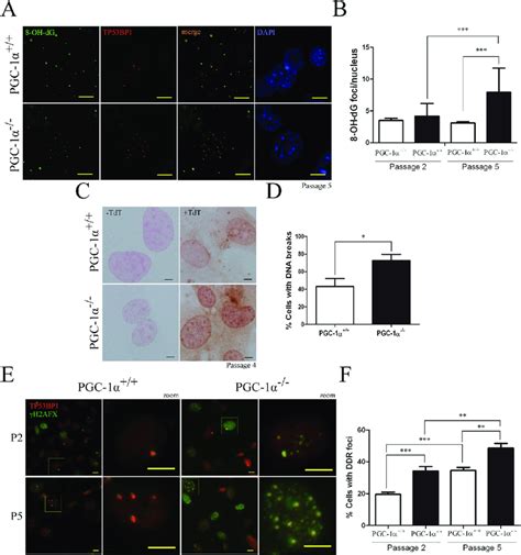 PGC 1α deficient MEFs show increased levels of oxidative DNA damage and