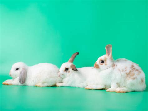 Three Baby Rabbits Stock Photos Pictures And Royalty Free Images Istock