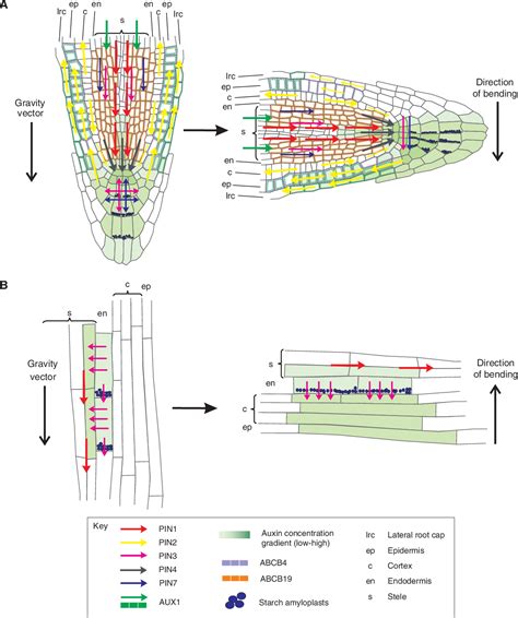 [PDF] Auxin transport routes in plant development | Semantic Scholar