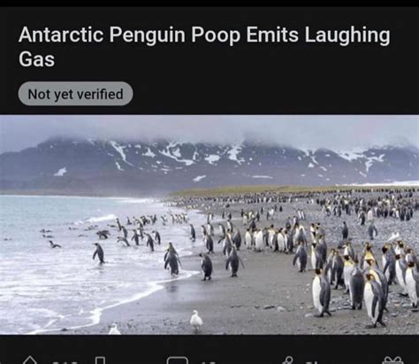 Antarctic Penguin 9gag