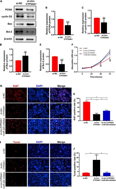 Frontiers The Circ Cyp24a1 Mir 224 Prlr Axis Impairs Cell