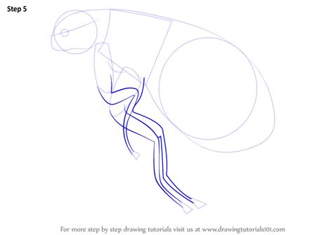 Learn How To Draw A Flea Insects Step By Step Drawing Tutorials