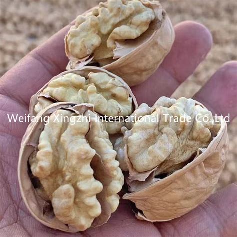 Xinjiang Paper Shell Walnuts Walnut In Shell China Walnut And