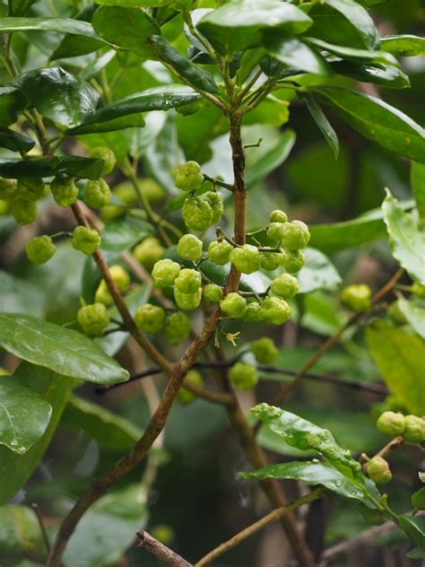 Rainforest Tree of the Month, April 2021 – Fuzzy Lemon Aspen – Paluma ...