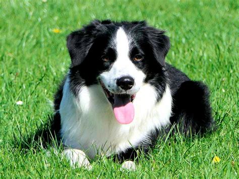 Border Collie Fanáticos de las mascotas