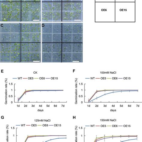 Germination Of Wild Type Wt Arabidopsis Plants And Those