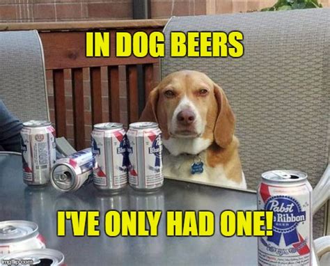 Dog Beer Imgflip