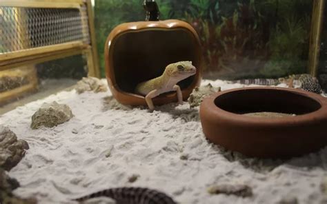 15 Leopard Geckos Enrichment Ideas Reptile Jam