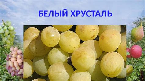 @Виноград 2018 Виноград Белый хрусталь Отзыв о винограде - YouTube