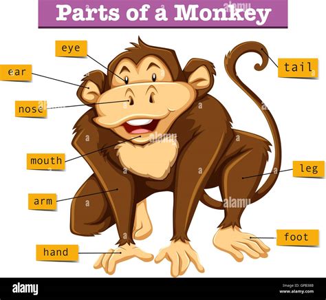 Diagram Showing Parts Of Monkey Illustration Stock Vector Art