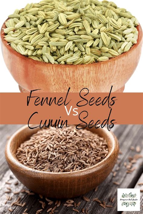 Fennel Seeds Vs Cumin Seeds Important Differences Homegrown Herb Garden