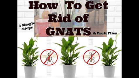 How To Get Rid Of Gnats In House Plants Effective Tips Happy Plants