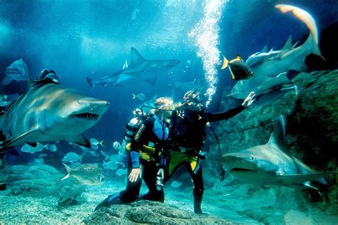 Shark Dive Experience At SEA LIFE Melbourne Aquarium Compare Price 2024