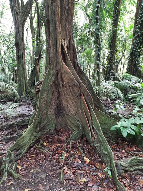 Inocarpus Fagifer Parkinson Fosberg Rata Flora Mundial Pl Ntnet