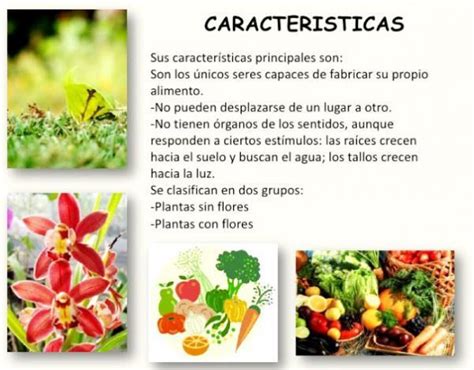 Clasificaci N De Los Vegetales Con Ejemplos Y Fotos