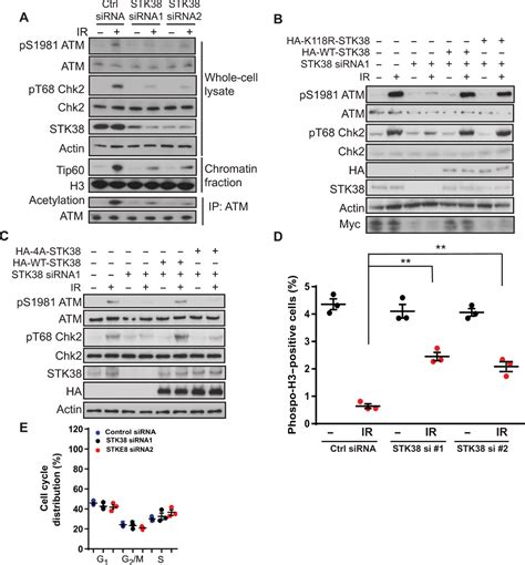 Stk Promotes Atm Activation By Acting As A Reader Of Histone H