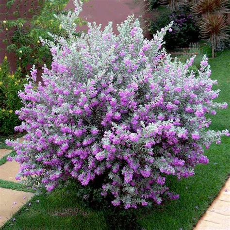 Leucophyllum Frutescens Texas Sage Nikodia Plant Lalitenterprise