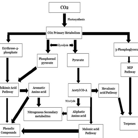 Schematic Representation Of Secondary Metabolites Synthesis 1