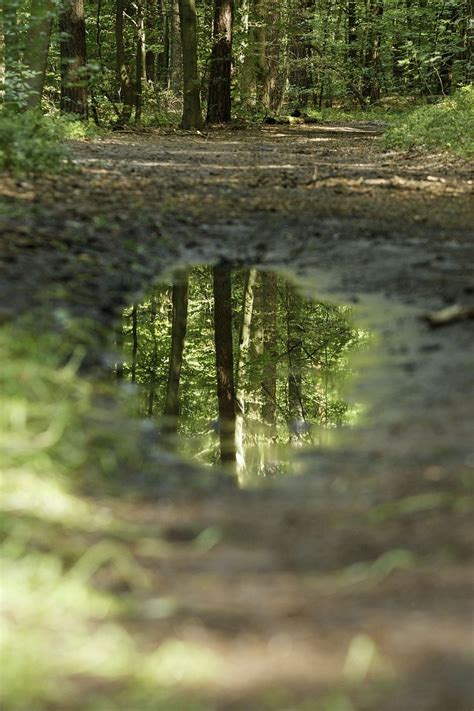 Puddle Forest Nature Free Photo On Pixabay Pixabay