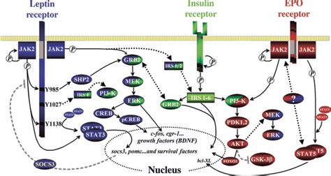 Leptin Receptor Signaling And Crosstalk With The Insulin And