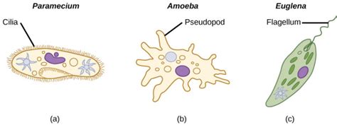 Characteristics Of Protists Biology For Majors Ii