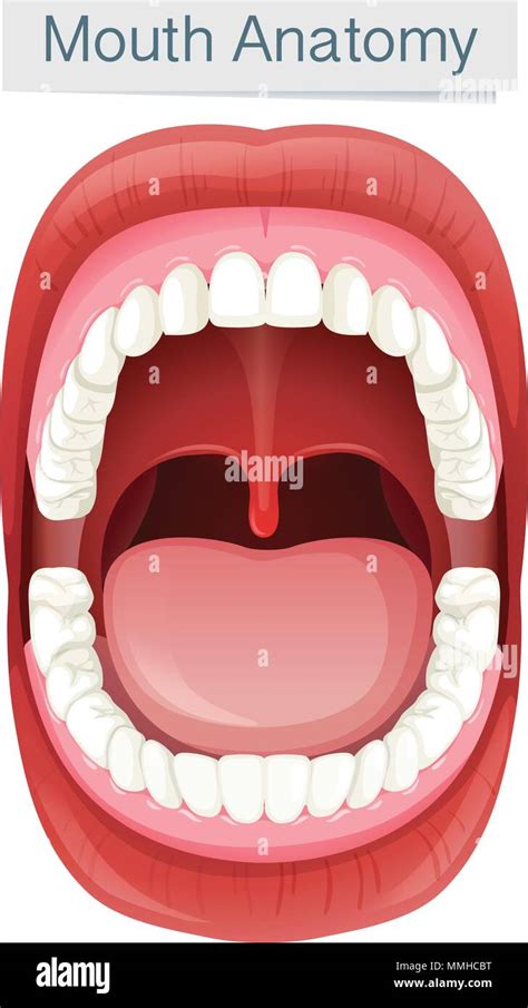 Human Mouth Anatomy On White Background Illustration Stock Vector Image