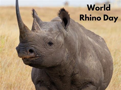 World Rhino Day 2021 Theme And Quotes To Share Trending And Viral News