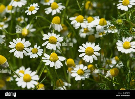 La Manzanilla Matricaria Chamomilla Flores Suiza Fotograf A De