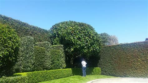 Magnolia tree pruning case study for our client in Remuera Auckland