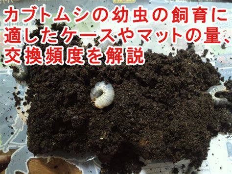 カブトムシ 幼虫 土交換