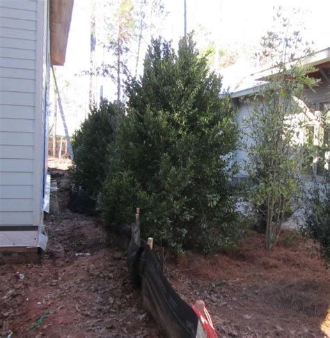 Cherry Laurel – Pruning | Walter Reeves: The Georgia Gardener