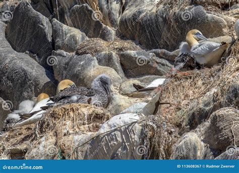 Gannet Breeding Bird Colony Stock Image - Image of canada, nature ...