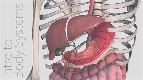 Introduction To The Digestive System Animated Tutorial Complete